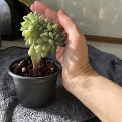 Кремнерия Экспатриата - фото 2