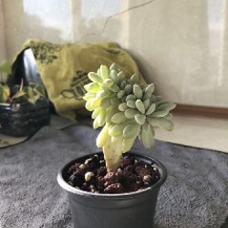 Кремнерия Экспатриата - фото 3