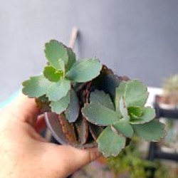 Крассула Овата - фото 2