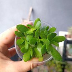 Крассула Овата - фото 3