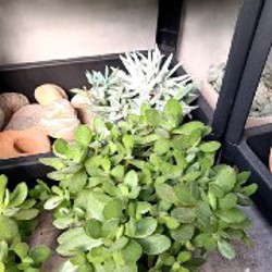 Крассула Овата - фото 4