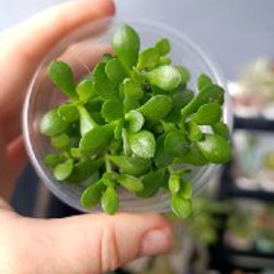 Крассула Овата - фото 5