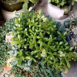 Крассула Овата - фото 6