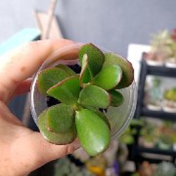 Крассула Овата - фото 7