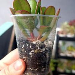 Крассула Овата - фото 8