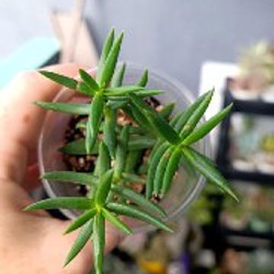 Крассула Овата - фото 9