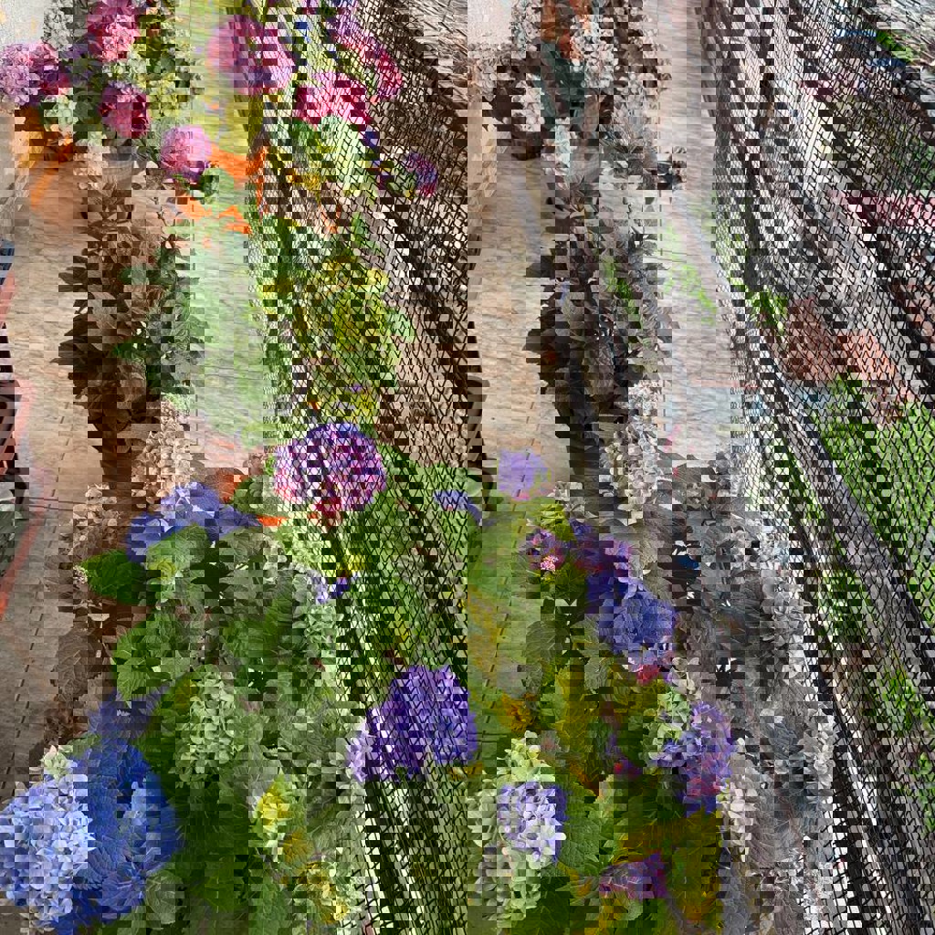 Гортензия малиновая