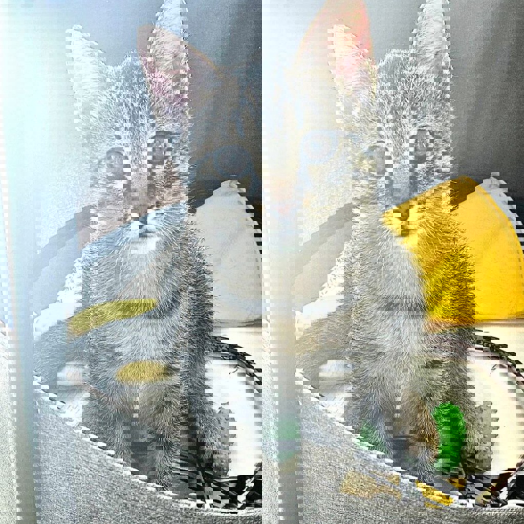 Потерянный кот