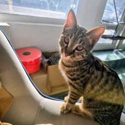 Потерянный кот - фото 2