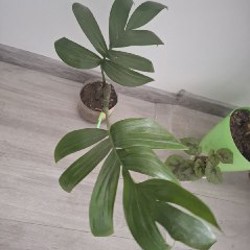 Сингониум - фото 3