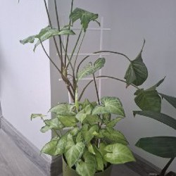 Сингониум - фото 4