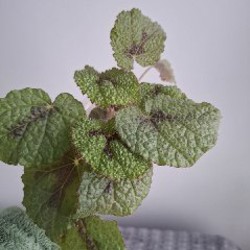 Сингониум - фото 8