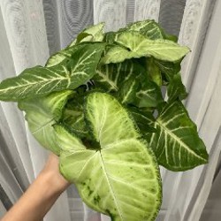 Сингониум - фото 1