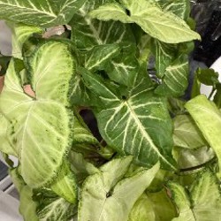 Сингониум - фото 2