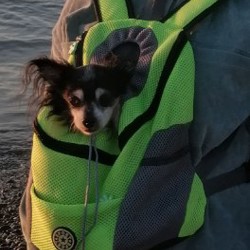 Шлейка для собак - фото 3