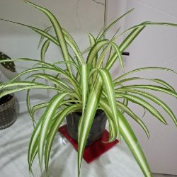 Калатея - фото 1