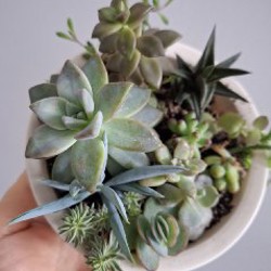 Калатея - фото 5