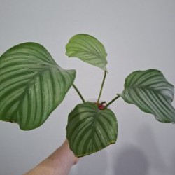 Калатея - фото 8