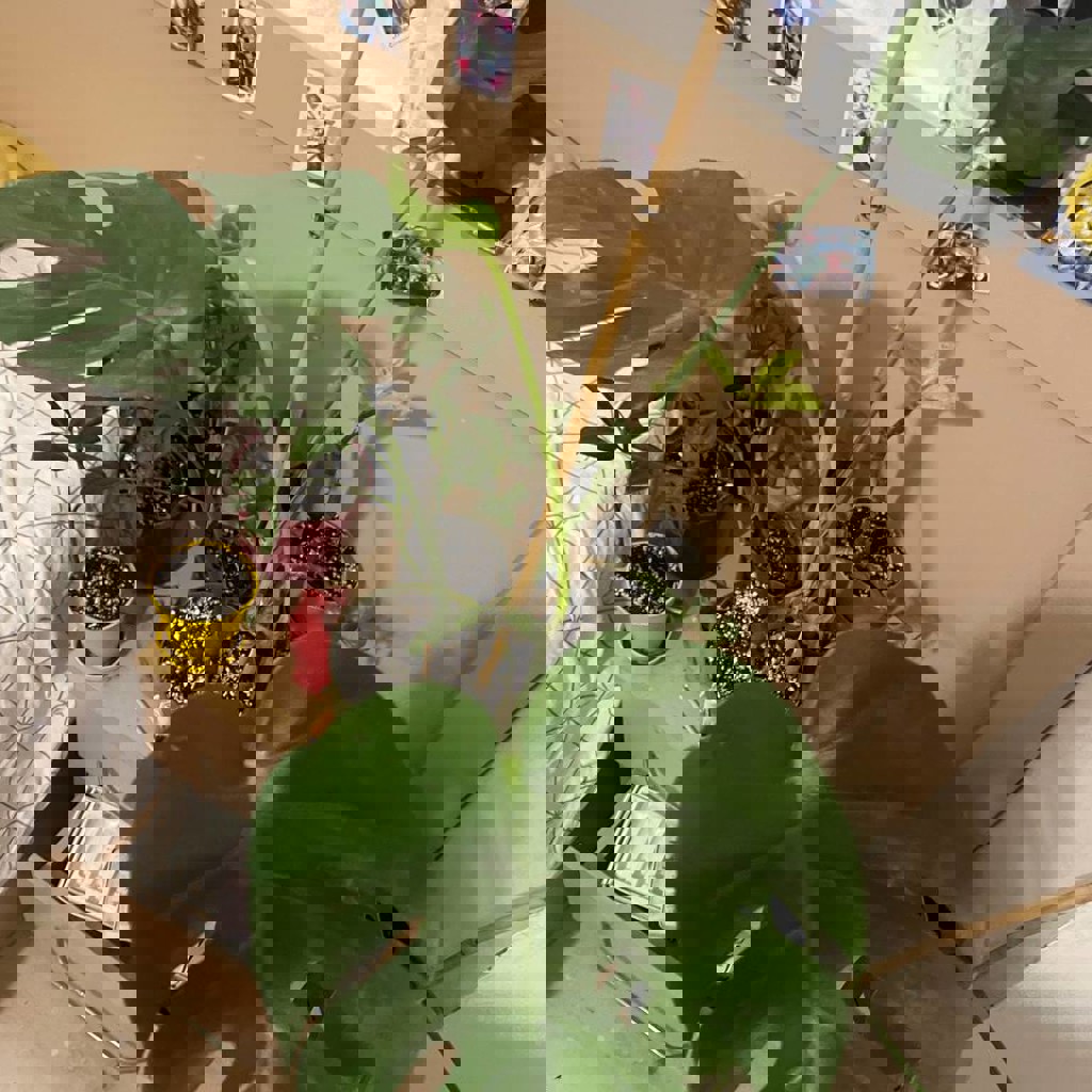 Монстера манки