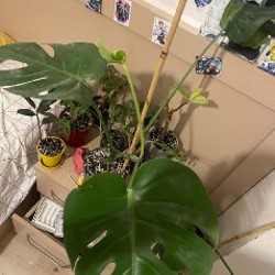 Монстера манки - фото 1