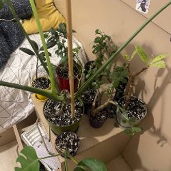 Монстера манки - фото 2