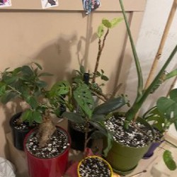 Монстера манки - фото 3