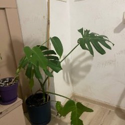 Монстера манки - фото 4