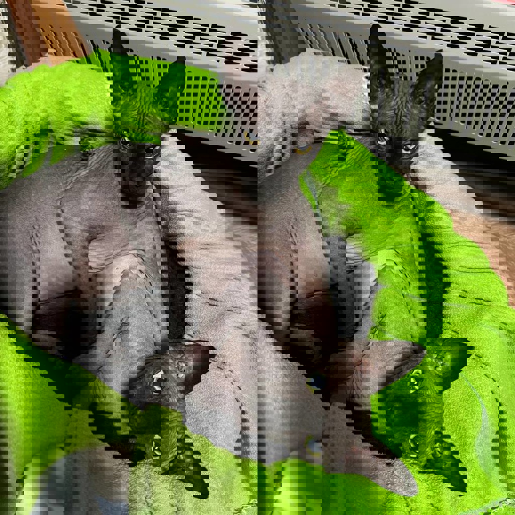 Девочка Луна