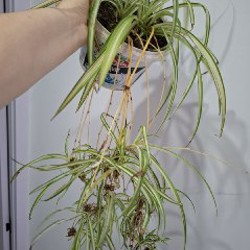 Строманта - фото 3