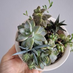 Строманта - фото 5