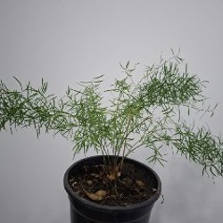 Строманта - фото 7