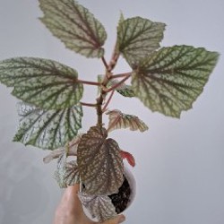 Строманта - фото 9