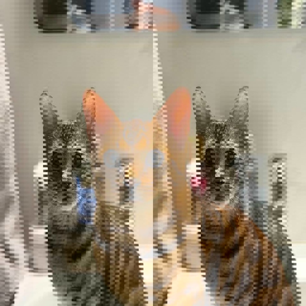 Бенгальский котик