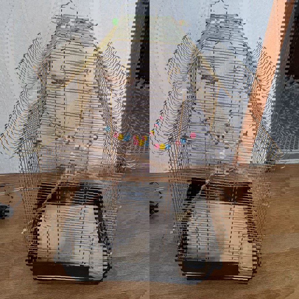 Суккуленты