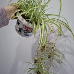 Суккуленты - фото 3