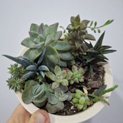 Суккуленты - фото 4