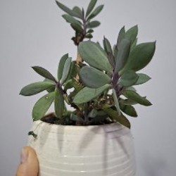 Суккуленты - фото 5