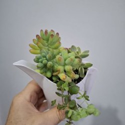 Суккуленты - фото 6