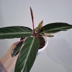 Суккуленты - фото 10