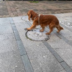 Собачка - фото 2