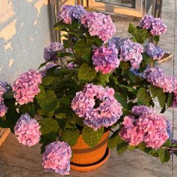 Стеклянное блюдо с крышкой для тортов или сыров - фото 8