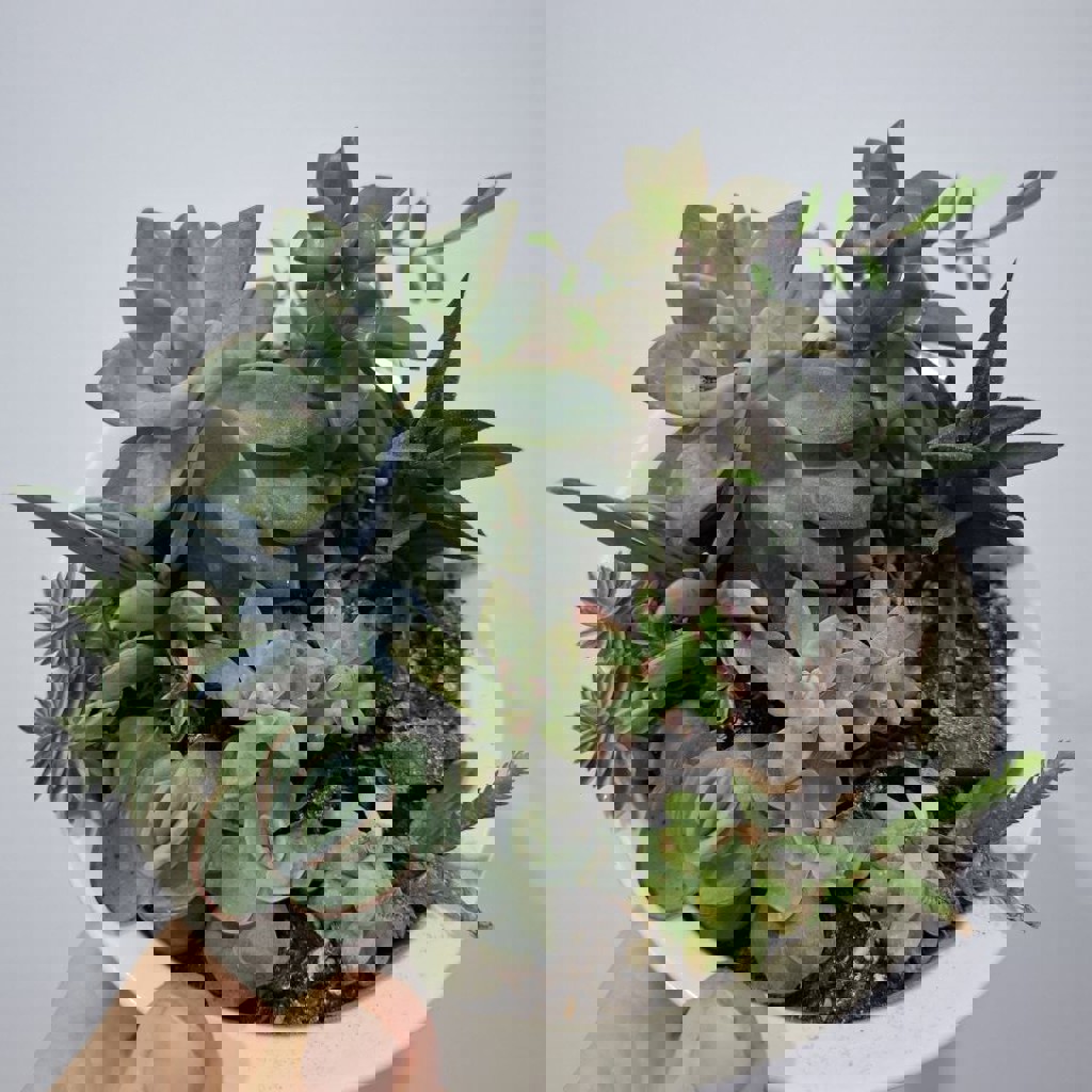 Седум Палмери