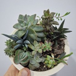 Седум Палмери - фото 1