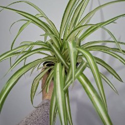 Седум Палмери - фото 7