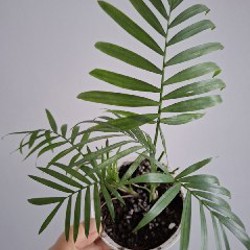 Седум Палмери - фото 8