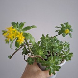 Седум Палмери - фото 9