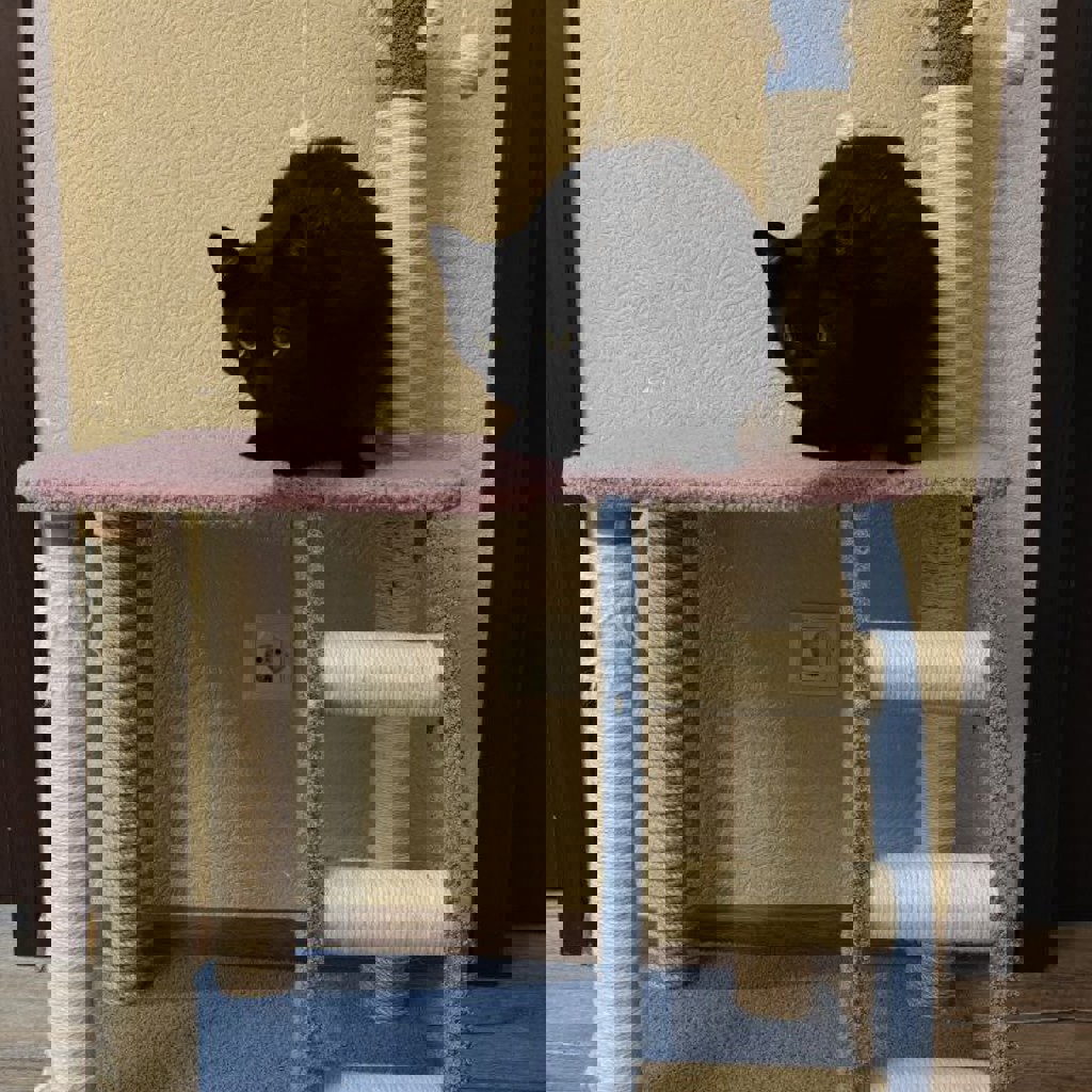 Домик-когтеточка для котов