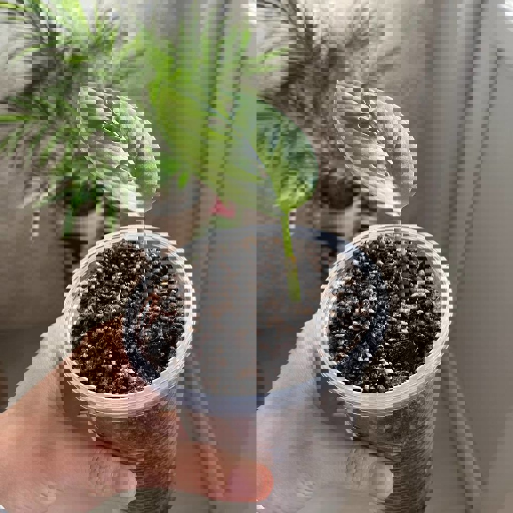 Зонт зеленый