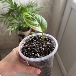 Зонт зеленый - фото 1