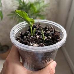 Зонт зеленый - фото 2